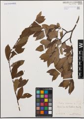 Foto von Salix cinerea L.
